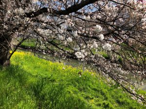 川越の桜と菜の花