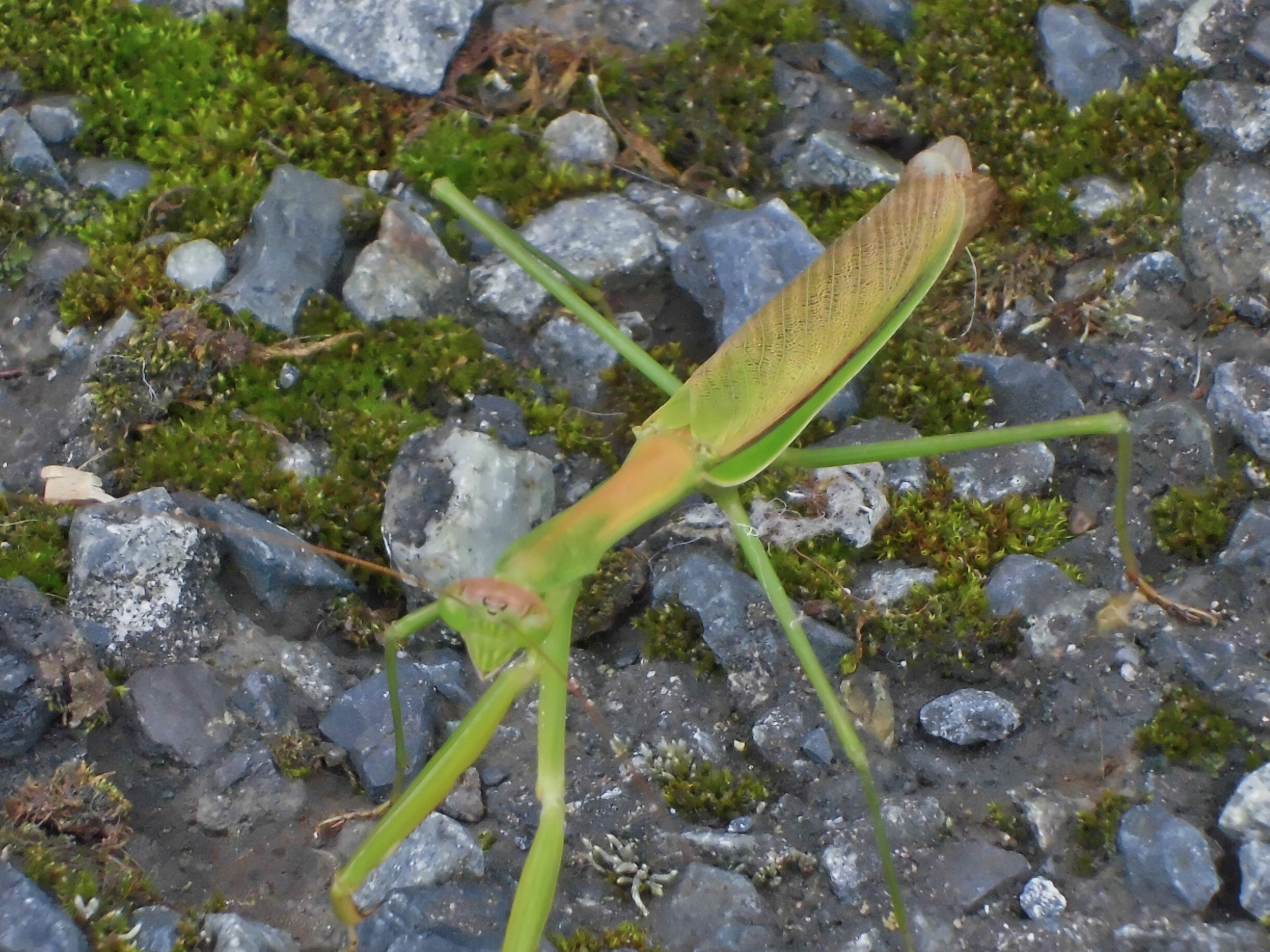 幸運 を運ぶカマキリ エコキレ